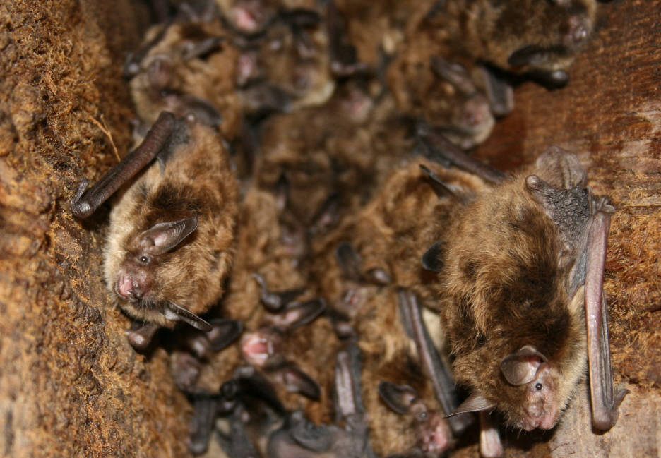 Bats of Maine