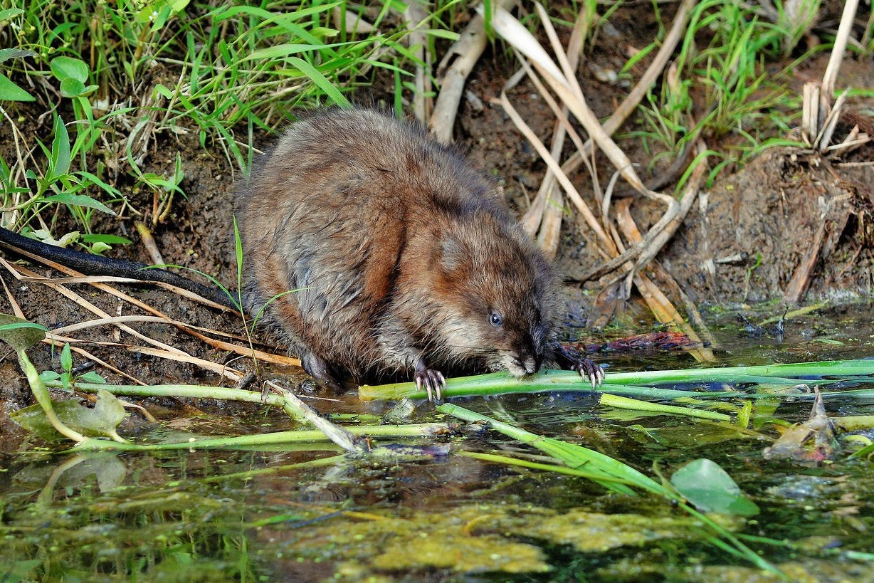 Muskrat trapping, damage repair removal Maine