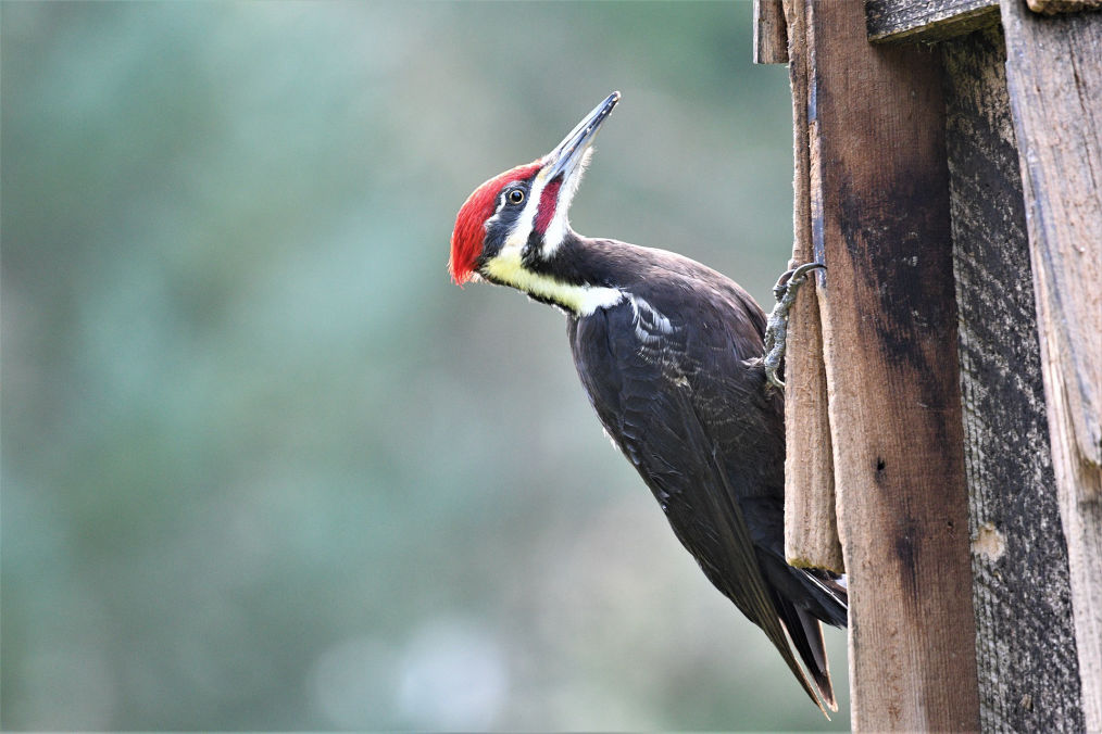 Woodpecker