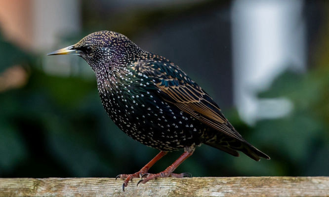 Starling