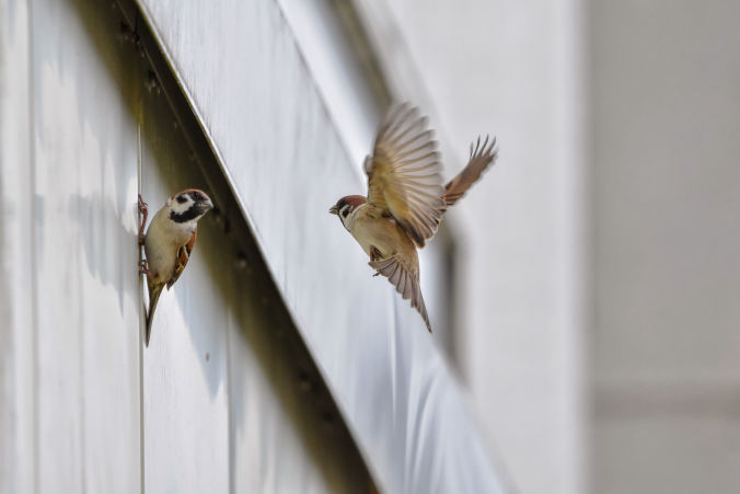 Sparrows