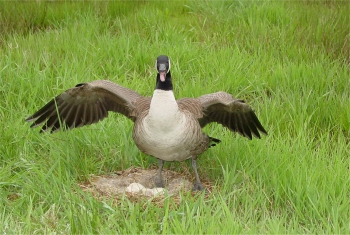 Egg Addling & Nest Destruction