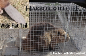 Beaver Captured in Live Trap