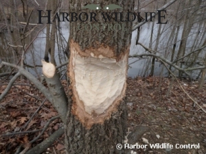 Beaver Damage to Trees