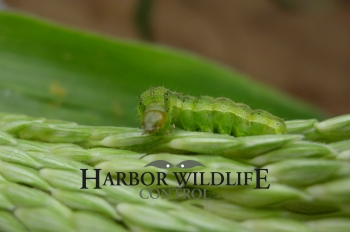 Corn Earworm on Sweet Corn