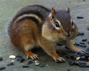 Eastern Chipmunk