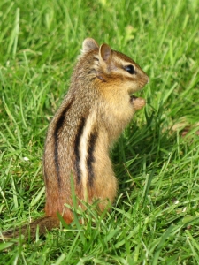 Eastern Chipmunk