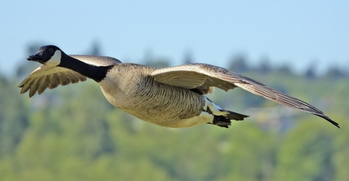 Canadian Geese on a Lake