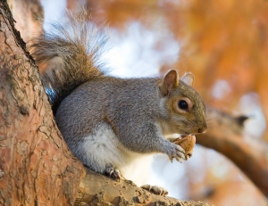 Gray Squirrel