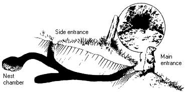 Groundhog Burrow
