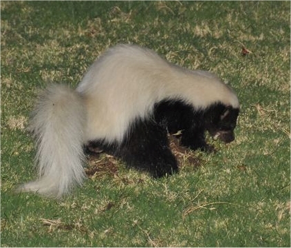 Skunk