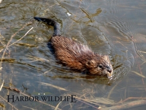 Muskrat Swimming in a Lake