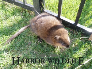 Muskrat or Marsh Rat