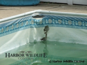 Muskrat Damage to Pool Liner