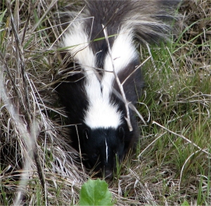 Striped Skunk