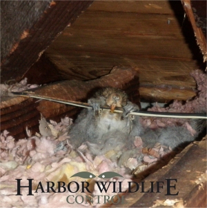 Gray Squirrel Wiring Damage