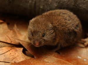 Woodland Vole (Microtus pinetorum)