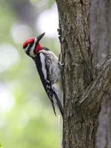 Yellow Bellied Sapsucker