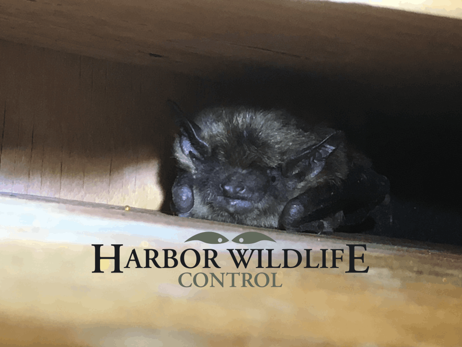 Bat in Crevice in Attic