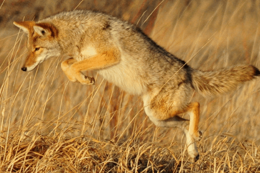 Eastern Coyote