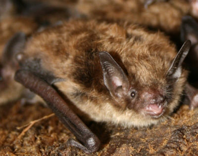 Little Brown Bat