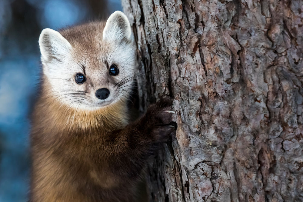 Pine Marten