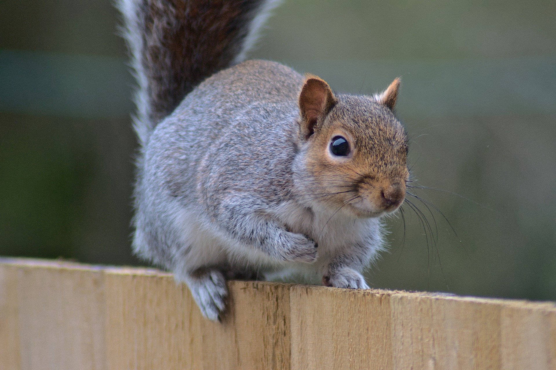 Gray Squirrel