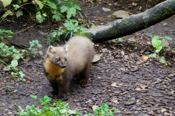 Pine Marten