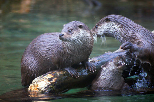 Northern River Otter