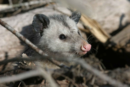 Virginia Opossum