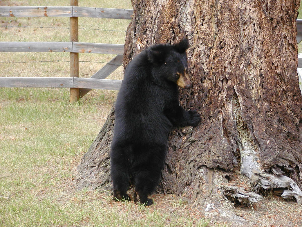 Bear Attack