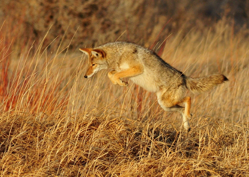 Eastern Coyote