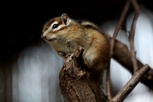 Chipmunk