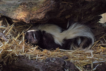 Striped Skunk