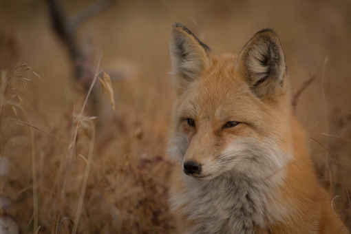 Red Fox