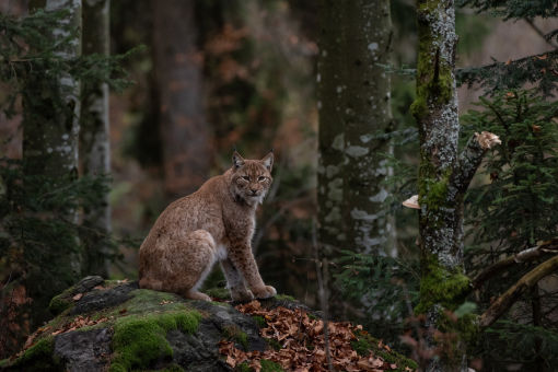 Bobcat