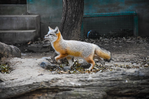 Grey Fox