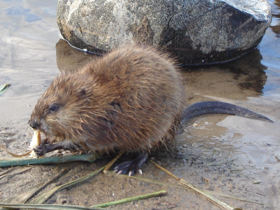 Muskrat Feeding