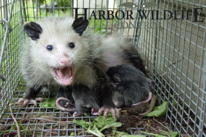 Striped Skunk