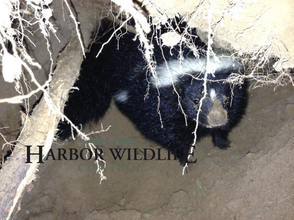 Striped Skunk