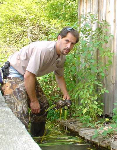 Muskrat Trapping